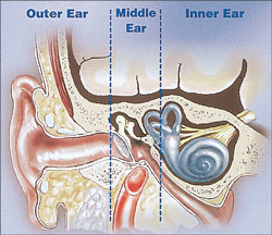 The Ear