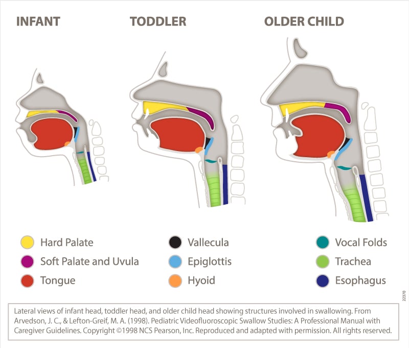 Oral and Pharyngeal Structures